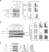 Figure 7—figure supplement 2.