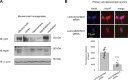 Figure 2—figure supplement 1.