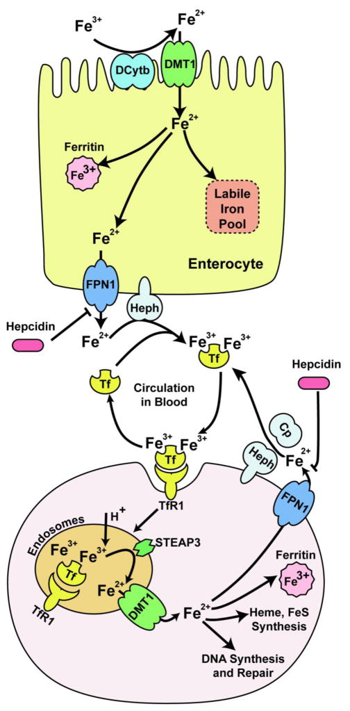 Fig. 1