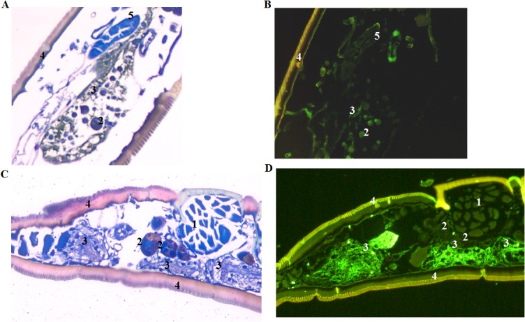 Fig 3