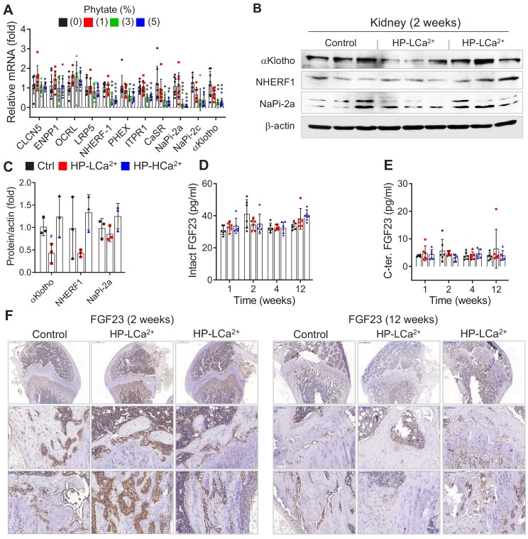 Figure 6—figure supplement 1.