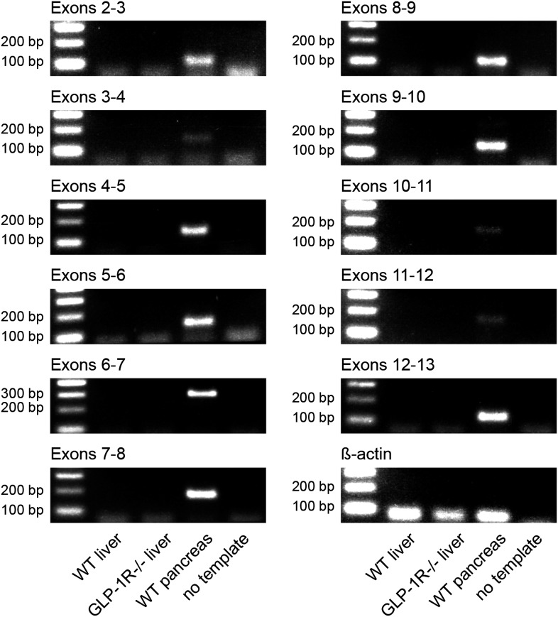 Figure 2—figure supplement 1.