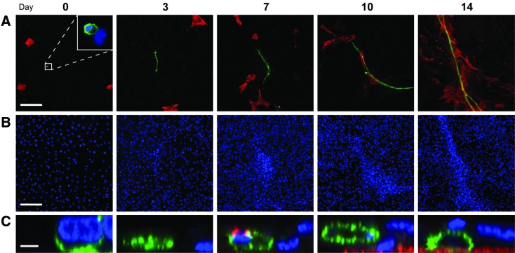 FIG. 4.