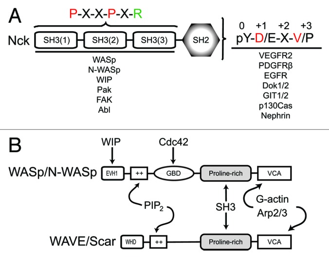 graphic file with name bioa-3-57-g1.jpg