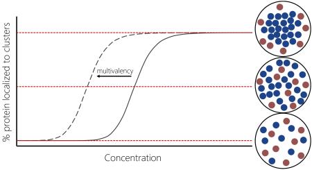 Box 1 | Phase Separation in Biology