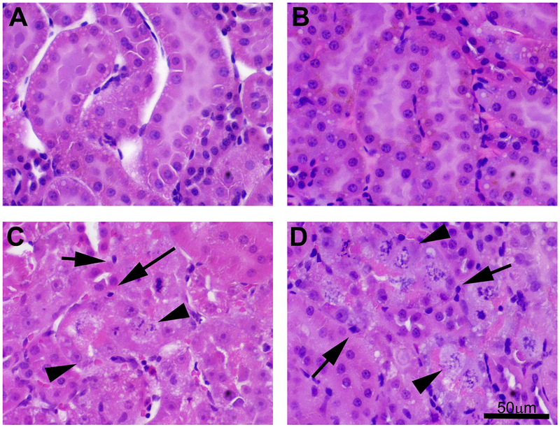 Fig. 10.