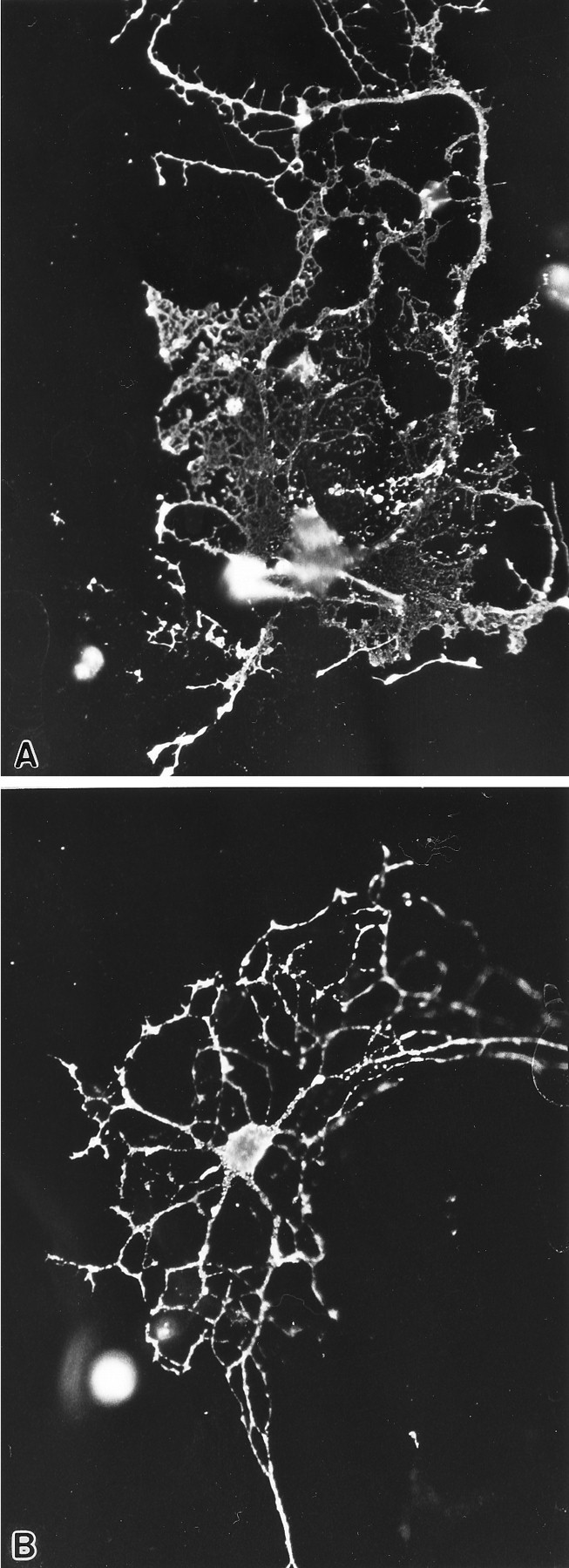 Fig. 11.