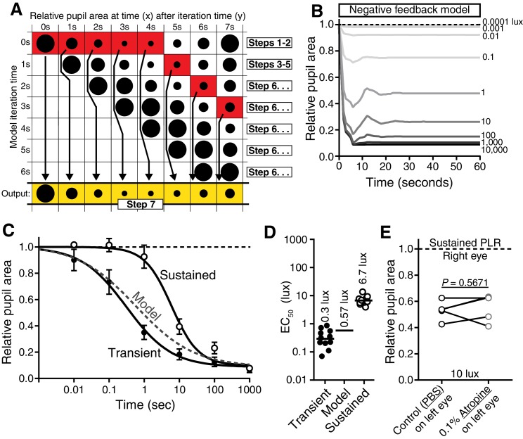 Figure 1—figure supplement 2.