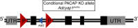 Figure 3—figure supplement 2.