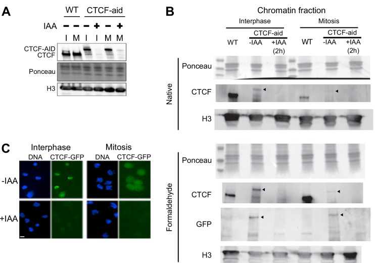 Figure 3—figure supplement 1.