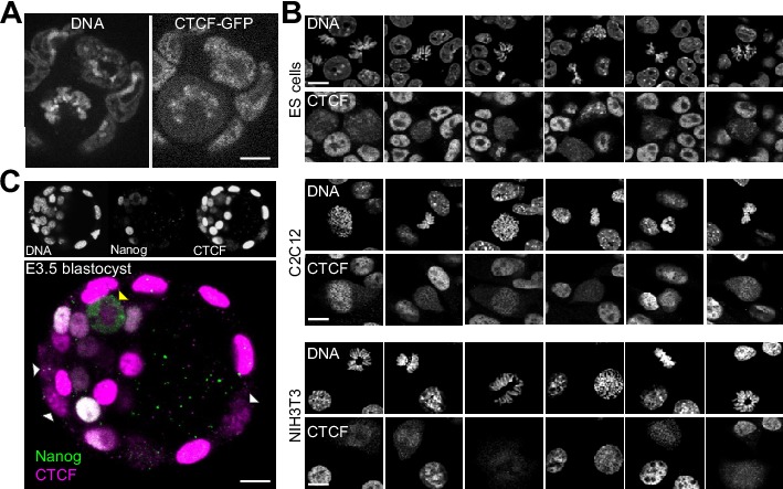 Figure 5—figure supplement 5.