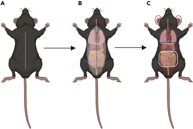 Figure 2