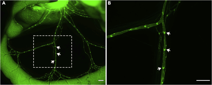 Figure 7