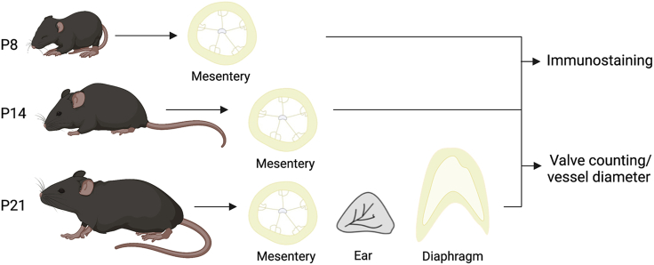 Figure 4