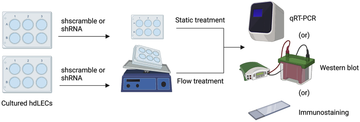 Figure 11