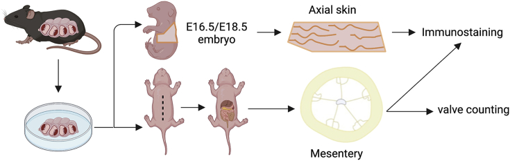 Figure 1