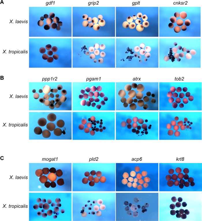 FIGURE 4: