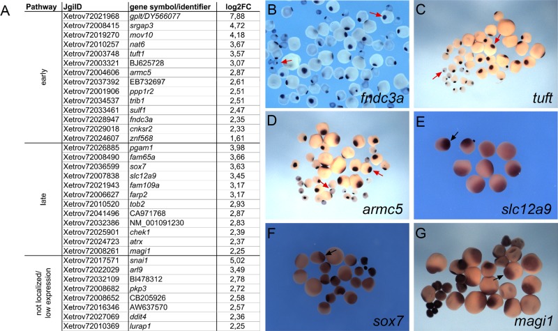 FIGURE 1: