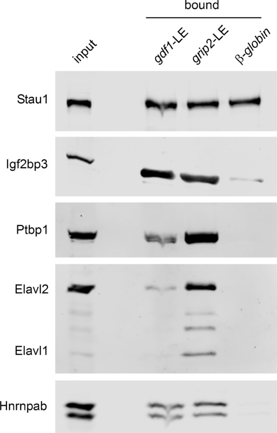 FIGURE 6: