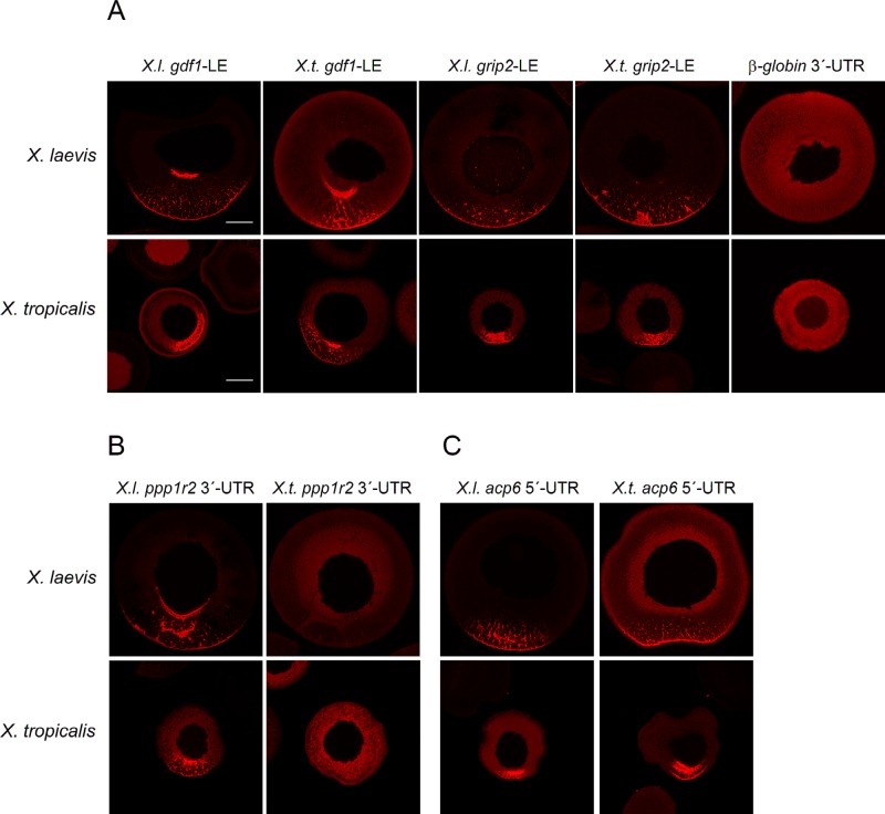 FIGURE 5: