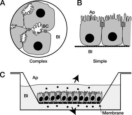 FIG. 1.