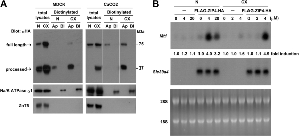 FIG. 4.