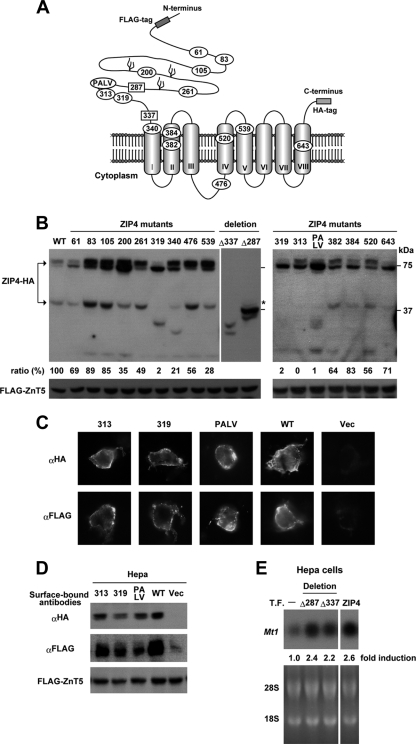 FIG. 5.