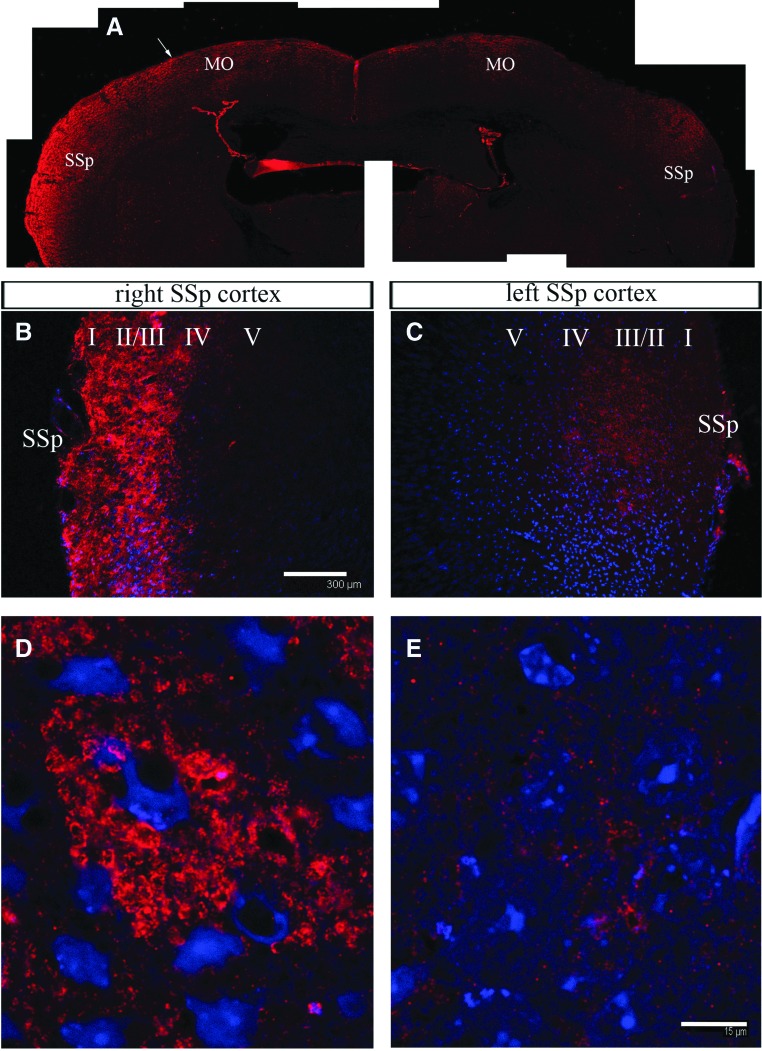 FIG. 7.