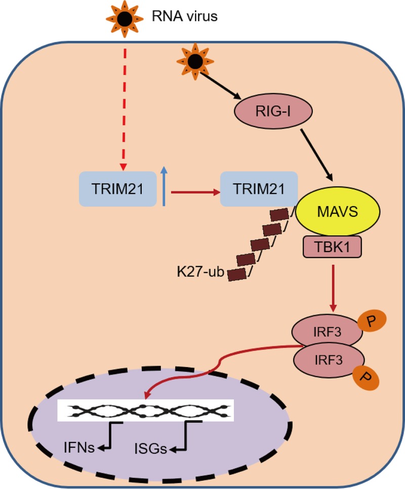 FIG 11