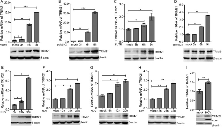 FIG 1