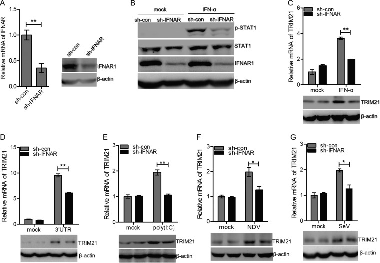 FIG 2