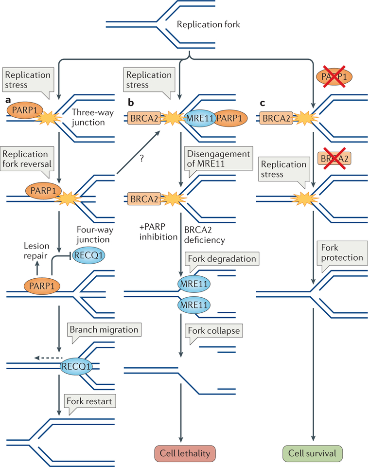 Figure 4 |