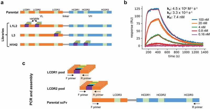 Panel A: schematic representation of the three libraries, one with diversity in LCDR1 and 2, another with diversity in LCDR3, and the last with diversity in HCDR1 and 2. Panel B: surface plasmon resonance sensorgrams obtained from the parental antibody showing a dissociation constant of 7.4 nM. Panel C: An example of the construction of one of the libraries by assembling the LCDR1 collection and the LCDR2 collection with the remainder of the antibody.