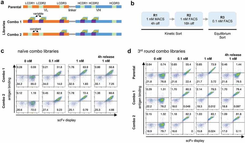 Panel A: schematic representation of the combo libraries, showing diversity in LCDR1-3 and HCDR1-2. Panel B: selections rounds performed with the combo library: 2 kinetic sorts followed by 1 equilibrium sort. Panel C: Flow cytometry analysis of the naïve combo libraries binding to the antigen with binding observed at an antigen concentration of 1 nM after 4 h of competition with unlabeled antigen. Panel D: Flow cytometry analysis of the naïve combo libraries binding to the antigen with strong binding observed at an antigen concentration of 1 nM after 4 h of competition with unlabeled antigen, while the parental antibody shows no binding in this condition.