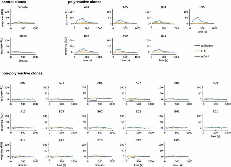 Surface plasmon resonance sensorgrams show that the parental plus 7 matured clones react with cardiolipin. The remaining 17 clones do not show polyreactivity.