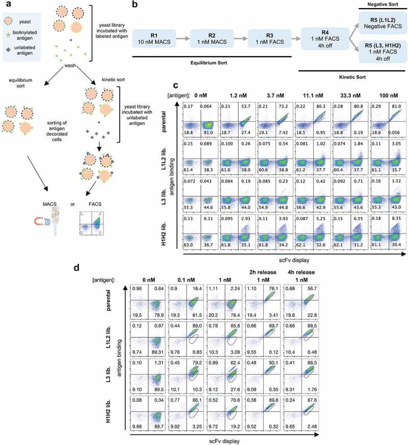 Panel A: schematics of yeast cells being selected using equilibrium or kinetic sort. Panel B: selections rounds performed: 3 equilibrium sorts followed by 2 kinetic sorts. Panel C: Flow cytometry analysis of the naïve libraries binding to the antigen. Binding is observed for all libraries at an antigen concentration of 33.3 nM, with stronger binding observed for HCDR1 and 2 libraries. Panel D: Flow cytometry analysis of the last round libraries binding to the antigen. Strong binding was observed for all libraries at an antigen concentration of 0.1 nM, even after 4 h of competition with unlabeled antigen.