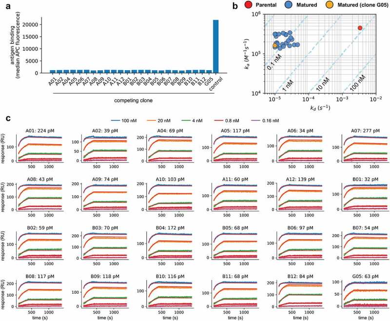 Panel A: bar plot shows no binding to antigen for the parental clone whenever the antigen is pre-blocked with one of the selected clones, but binding remains when the antigen is pre-incubated with a control clone. Panel B: scatter plot with dissociation rates for each clone on the X-axis and association rates on the Y-axis shows that the association rates of the selected clones are similar to the parental clone while the dissociation rates are generally 2 orders of magnitude slower. Panel C: surface plasmon resonance sensorgrams for selected clones show very slow dissociation for all of them.