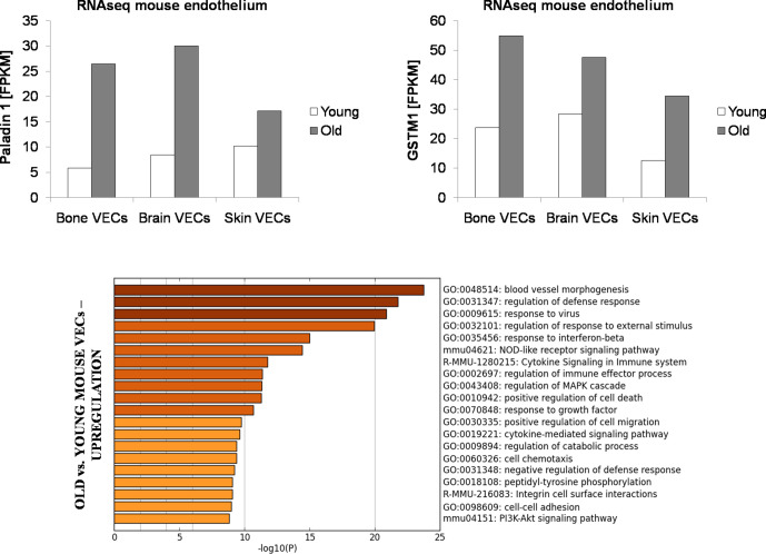 Figure 2—figure supplement 4.