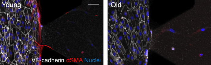 Figure 2—figure supplement 6.