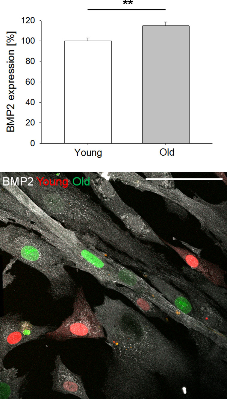 Figure 2—figure supplement 2.