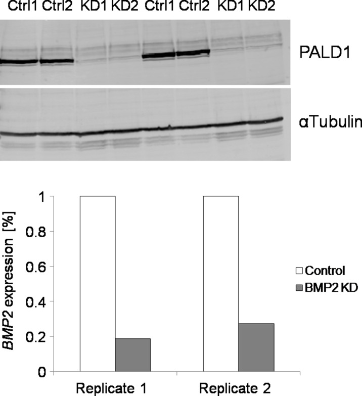 Figure 2—figure supplement 7.