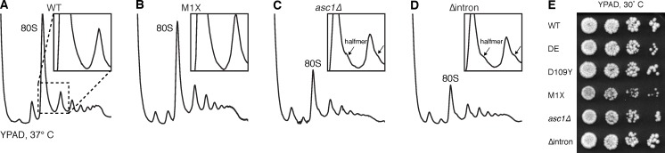 Figure 1—figure supplement 1.