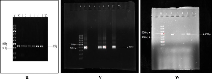 Fig. 11