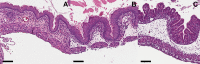 Fig 5