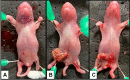 Fig 3