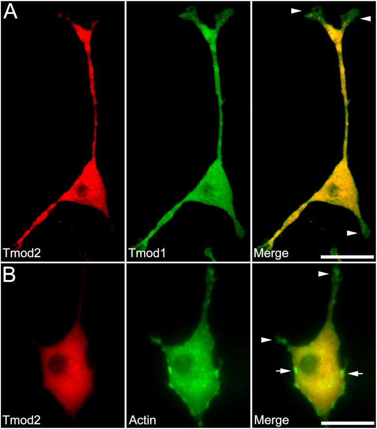 Figure 2