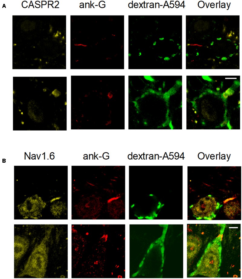 FIGURE 10