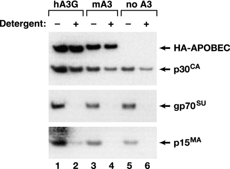 FIG. 7.