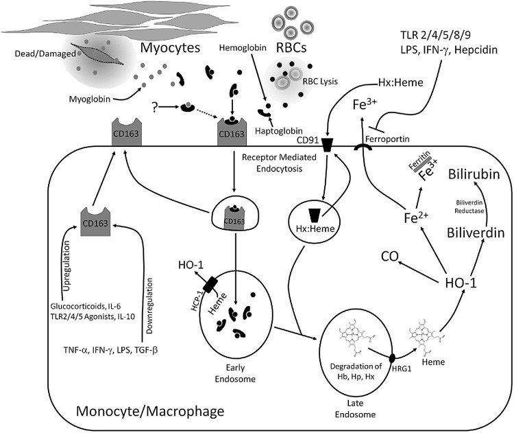 FIG. 2.