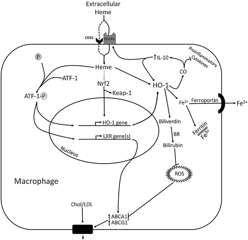 FIG. 3.